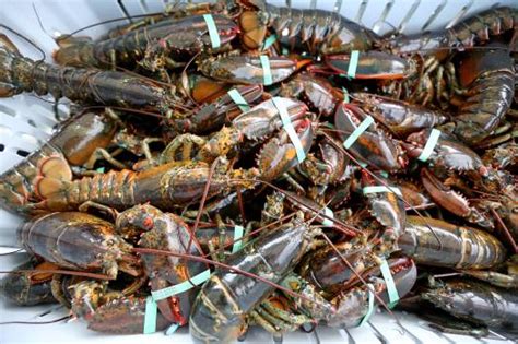 New England lobstermen threaten to sue feds over planned Massachusetts fishing closure